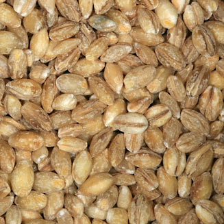 Hordeum vulgare (Barley)