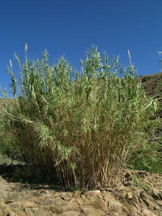 Arundo donax (Giant reed, Spanish cane)
