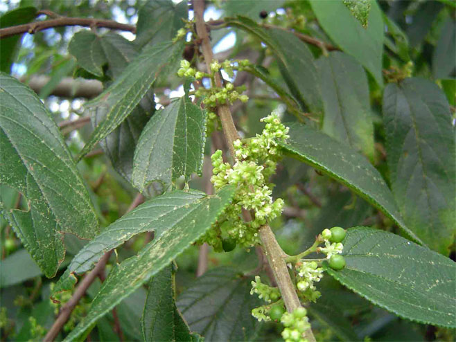 Trema orientalis (Pigeonwood)