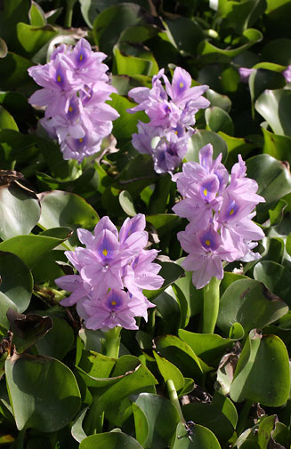 Eichornia crassipes (Water hyacinth)