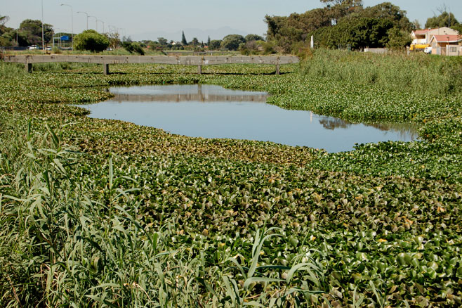 Eichornia crassipes (Water hyacinth)