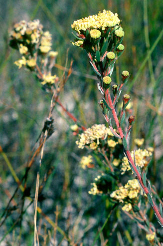 Leucadendron sericeum