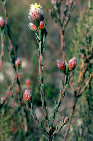 Leucadendron sericeum