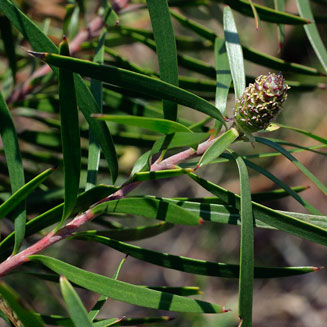 Leucadendron pondoense