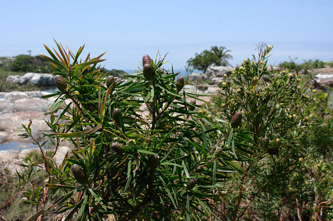 Leucadendron pondoense