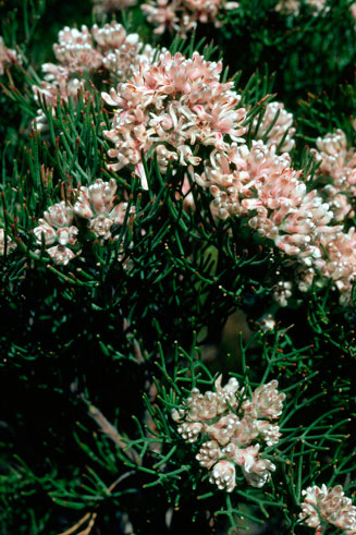 Serruria adscendens (Kleinmond spiderhead)
