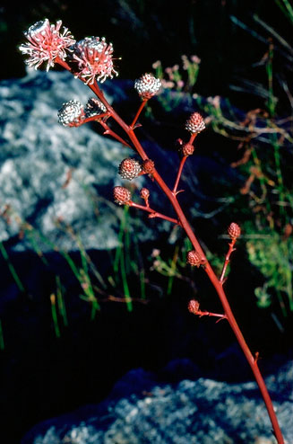 Serruria altiscapa (Stately spiderhead)