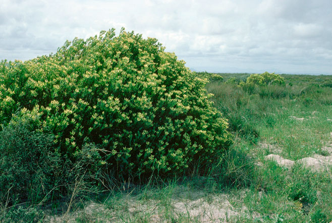 Leucadendron foedum
