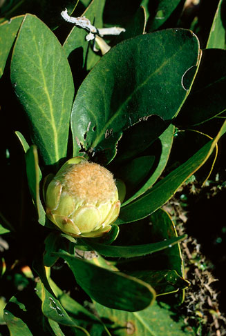 Protea foliosa (Leafy sugarbush)