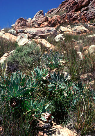 Protea holosericea (Saw-edge sugarbush)