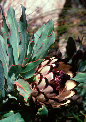 Protea holosericea (Saw-edge sugarbush)