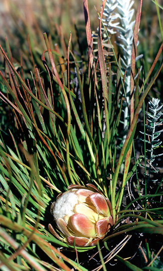 Protea intonsa (Tufted sugarbush)