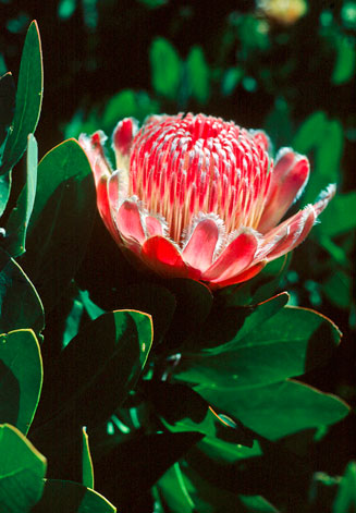 Protea lacticolor (Hottentot sugarbush)