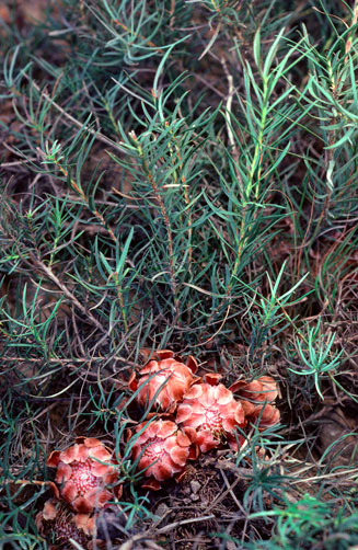 Protea cynaroides (King sugarbush, King protea)