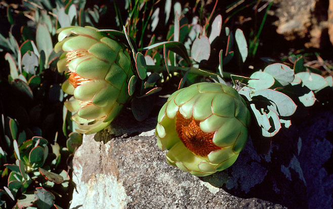 Protea effusa (Scarlet sugarbush)