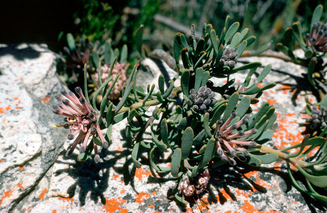 Vexatorella obtusata (Montagu vexator, Witteberg vexator)