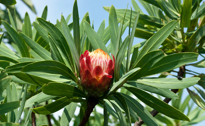 Protea caffra (Common sugarbush)