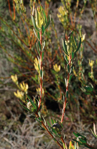 Leucadendron flexuosum