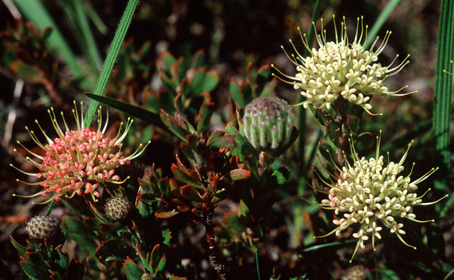 Leucospermum heterophyllum (Trident pincushion)