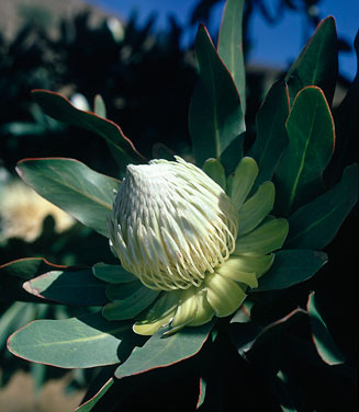 Protea comptonii (Saddleback sugarbush)