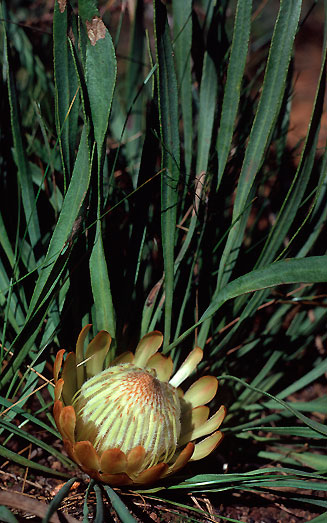 Protea scabra (Sandpaper-leaf sugarbush)