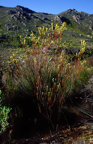 Leucadendron macowanii