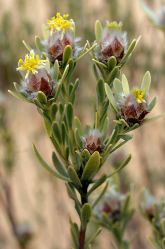 Leucadendron nitidum