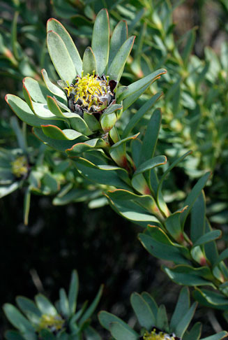 Leucadendron remotum