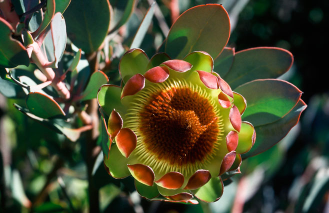 Protea effusa (Scarlet sugarbush)