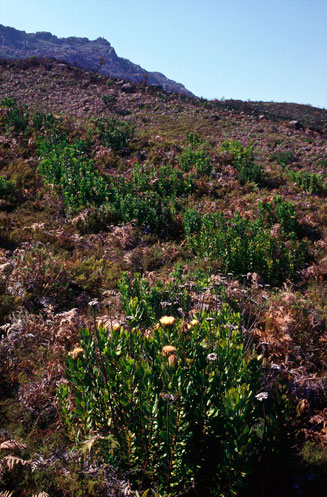 Protea asymmetrica (Inyanga sugarbush)