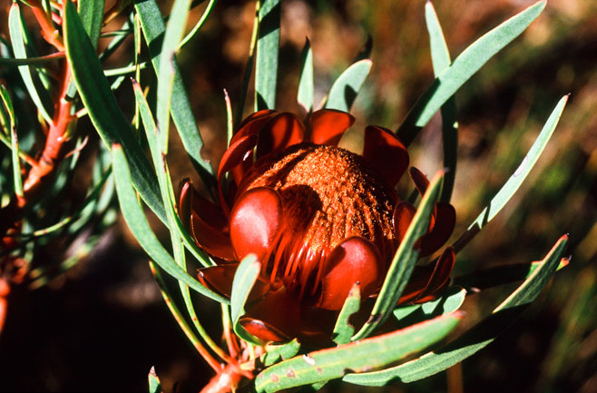 Protea acuminata (Black-rim sugarbush)