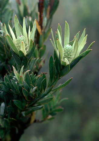 Leucadendron tradouwense
