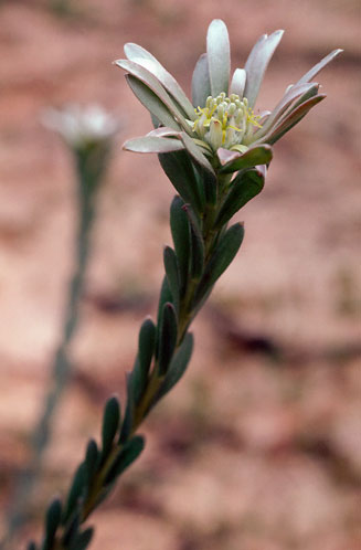 Leucadendron verticillatum