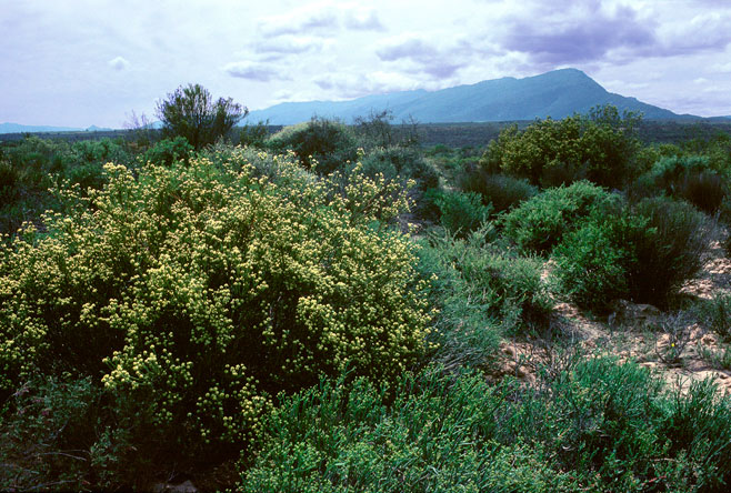 Leucadendron stellare