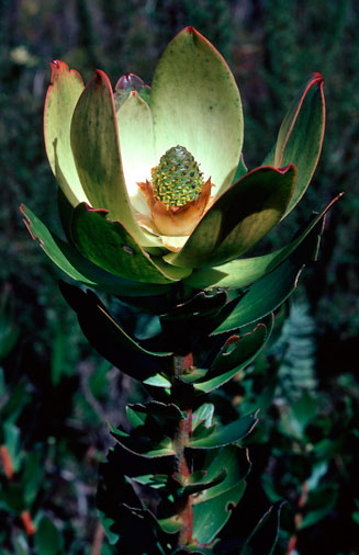 Leucadendron strobilinum
