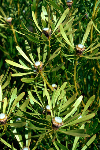 Leucadendron platyspermum