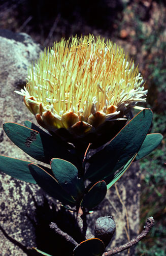 Protea inopina (Large-nut sugarbush)