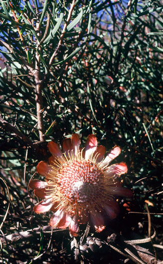 Protea humiflora (Patent-leaf sugarbush)