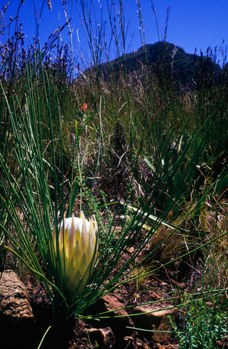 Protea lorea (Thong-leaf sugarbush)