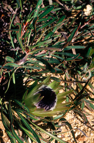 Protea longifolia (Long-leaf sugarbush)