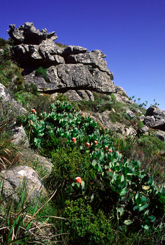 Protea grandiceps (Red sugarbush)