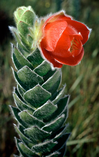 Orothamnus zeyheri (Marsh rose)
