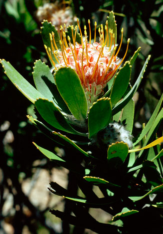 Leucospermum pluridens (Robinson pincushion)