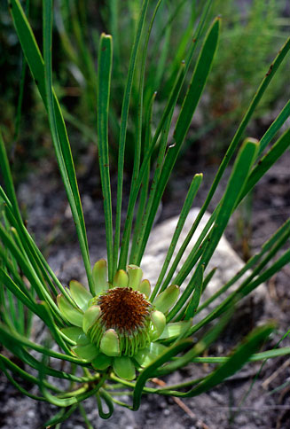 Protea angustata (Kleinmond sugarbush)