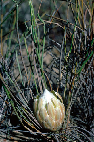 Protea scorzonerifolia (Channel-leaf sugarbush)