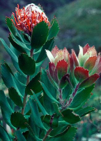 Leucospermum glabrum (Outeniqua pincushion)