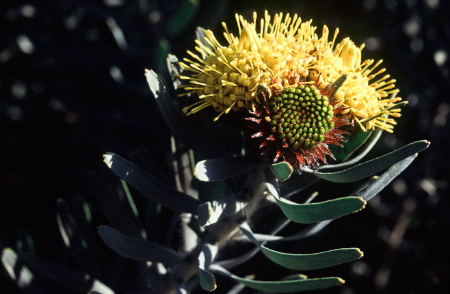 Leucospermum parile (Malmesbury pincushion)
