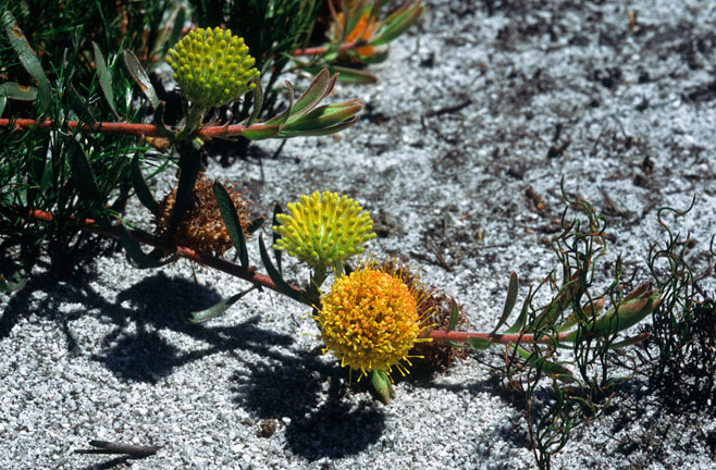 Leucospermum prostratum (Yellow trailing pincushion)