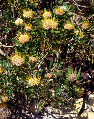 Leucospermum truncatum (Limestone pincushion)