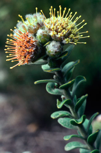 Leucospermum truncatulum (Oval-leaf pincushion)